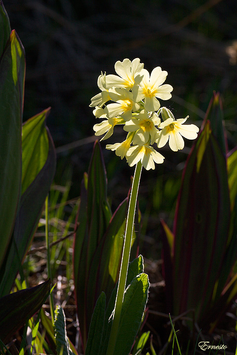 Primula elatior (L.) Hill